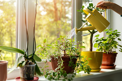 hand with water can watering indoor plants on windowsill picture id1147472170
